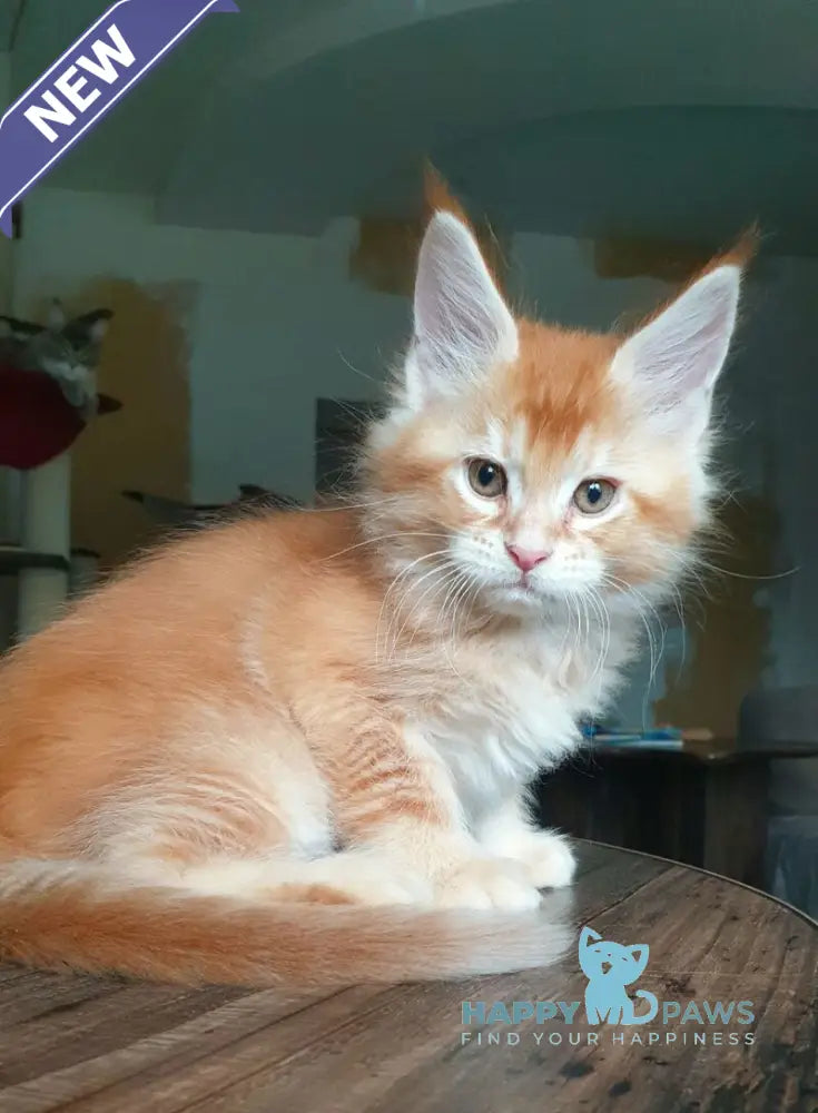 Diego Maine Coon male red ticked tabby live animals