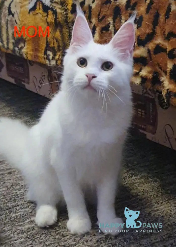 Diego Maine Coon male white live animals