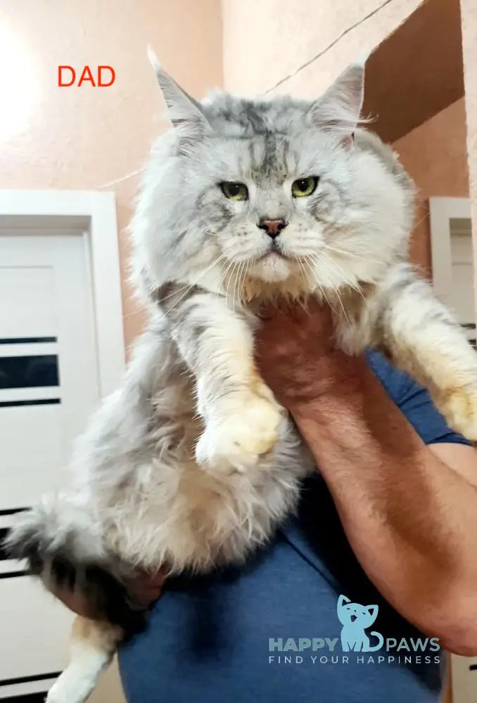 Diego Maine Coon male white live animals