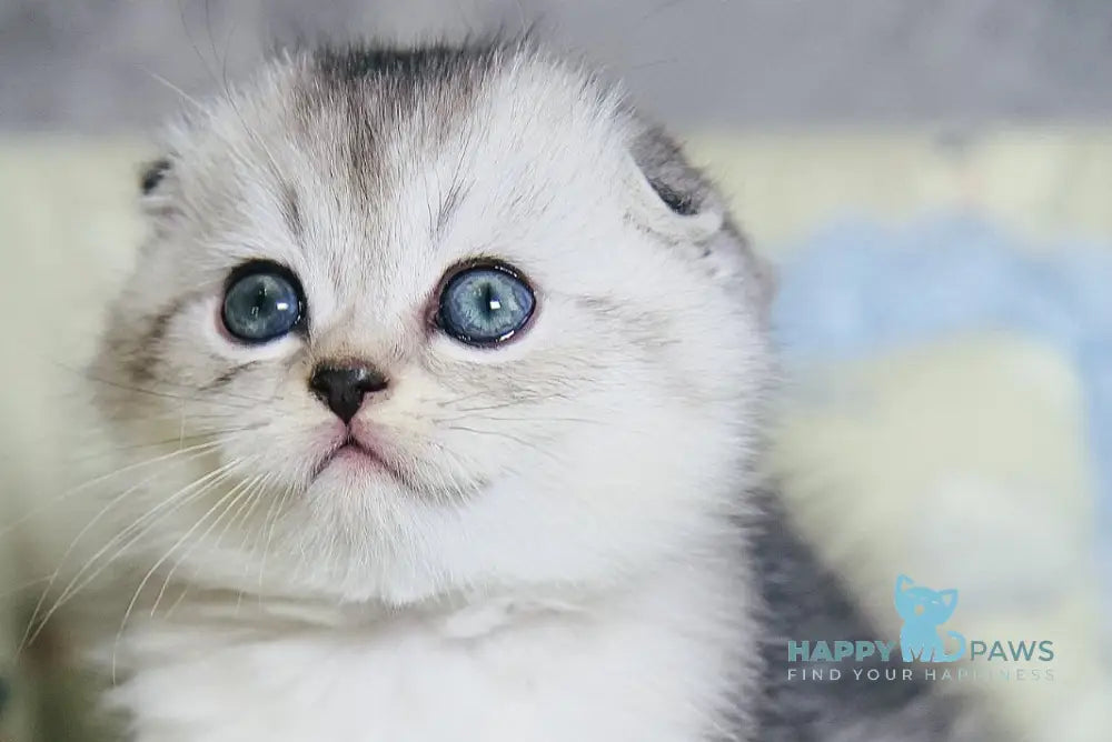 Diego Scottish Fold male black silver ticked tabby live animals