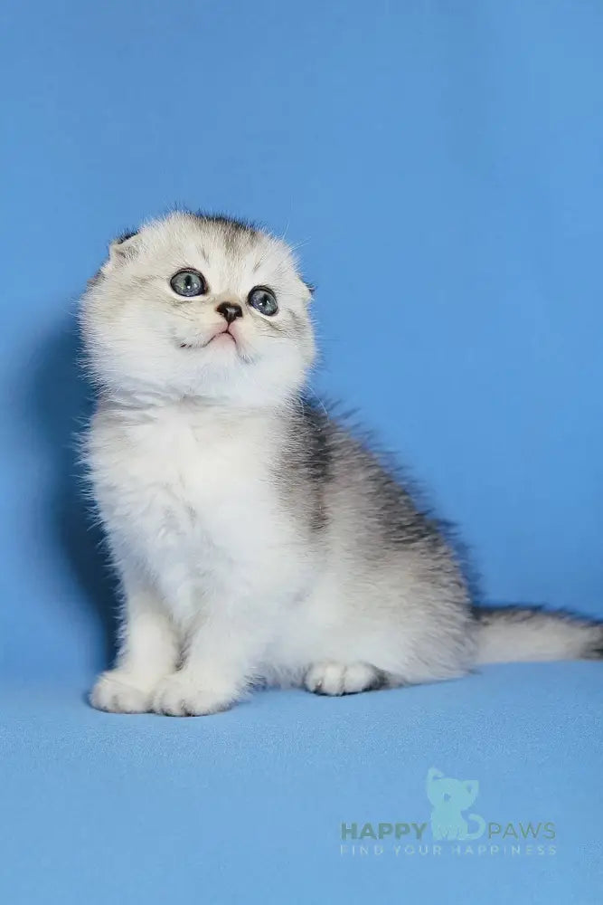 Diego Scottish Fold male black silver ticked tabby live animals