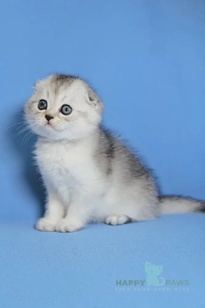 Diego Scottish Fold male black silver ticked tabby live animals