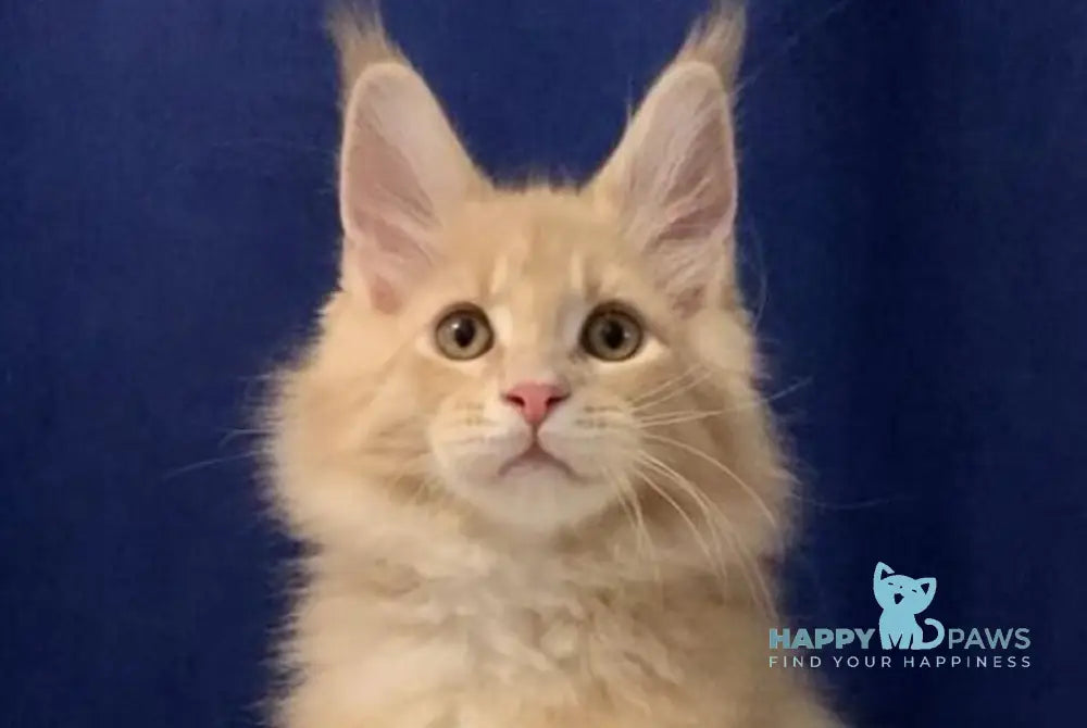 Diesel Maine Coon polydactyl male cream live animals