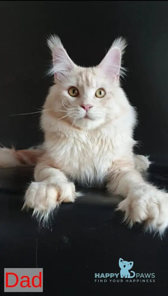 Diesel Maine Coon polydactyl male cream live animals