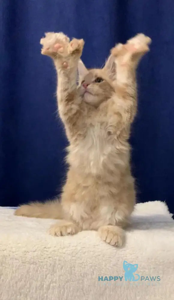 Diesel Maine Coon polydactyl male cream live animals