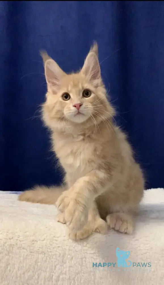 Diesel Maine Coon polydactyl male cream live animals