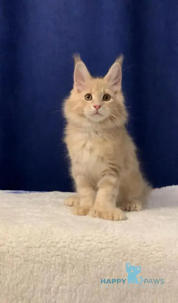 Diesel Maine Coon polydactyl male cream live animals