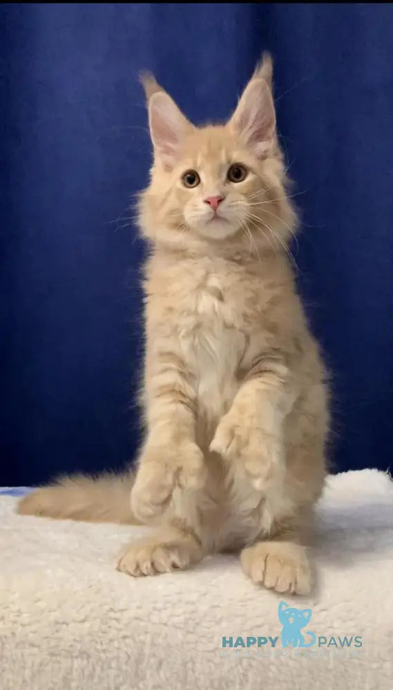 Diesel Maine Coon polydactyl male cream live animals