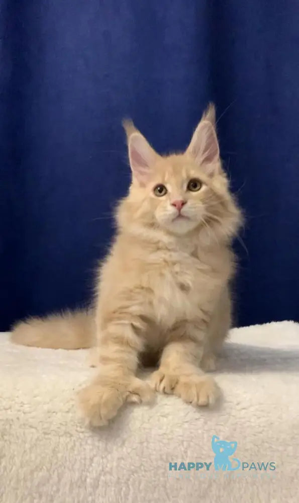 Diesel Maine Coon polydactyl male cream live animals