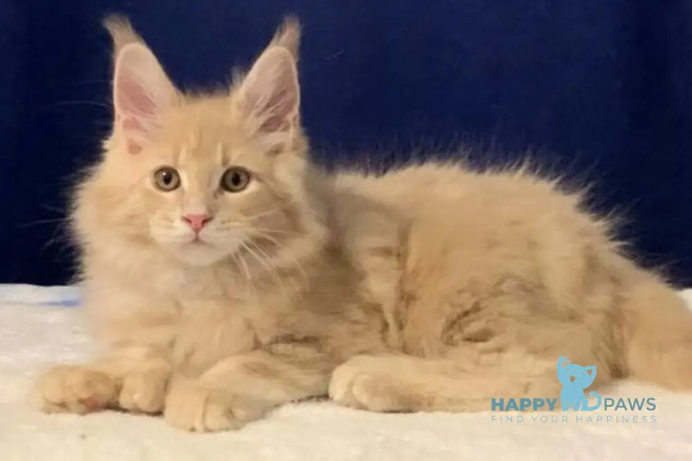 Diesel Maine Coon polydactyl male cream live animals