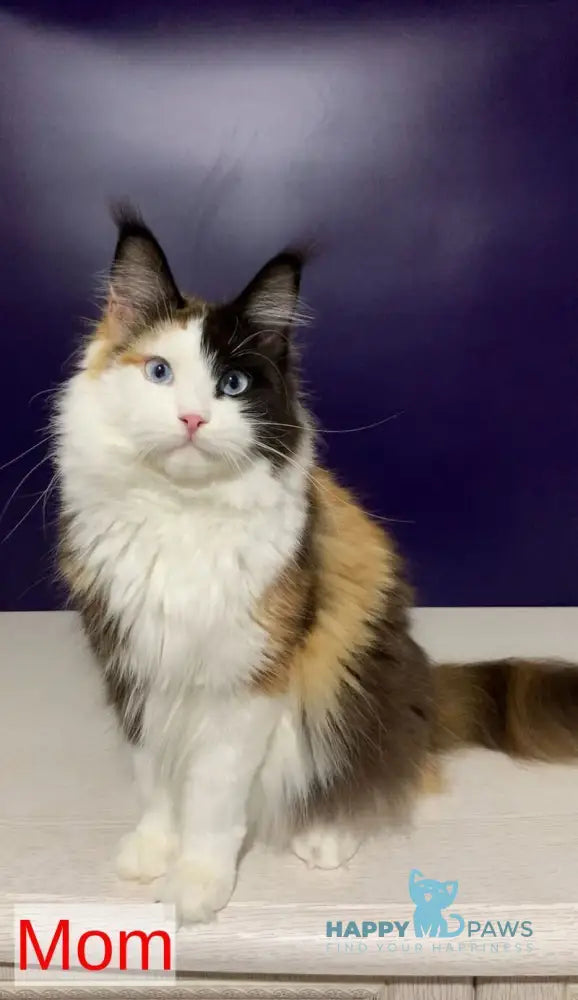 Diesel Maine Coon polydactyl male cream live animals