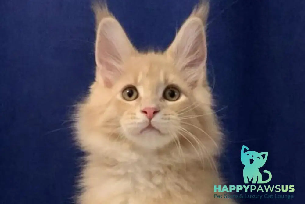 Diesel Maine Coon polydactyl male cream live animals