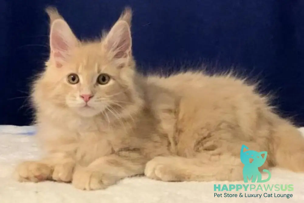 Diesel Maine Coon polydactyl male cream live animals