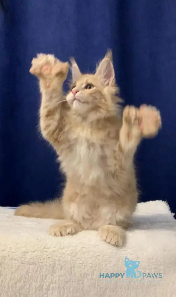 Diesel Maine Coon polydactyl male cream live animals