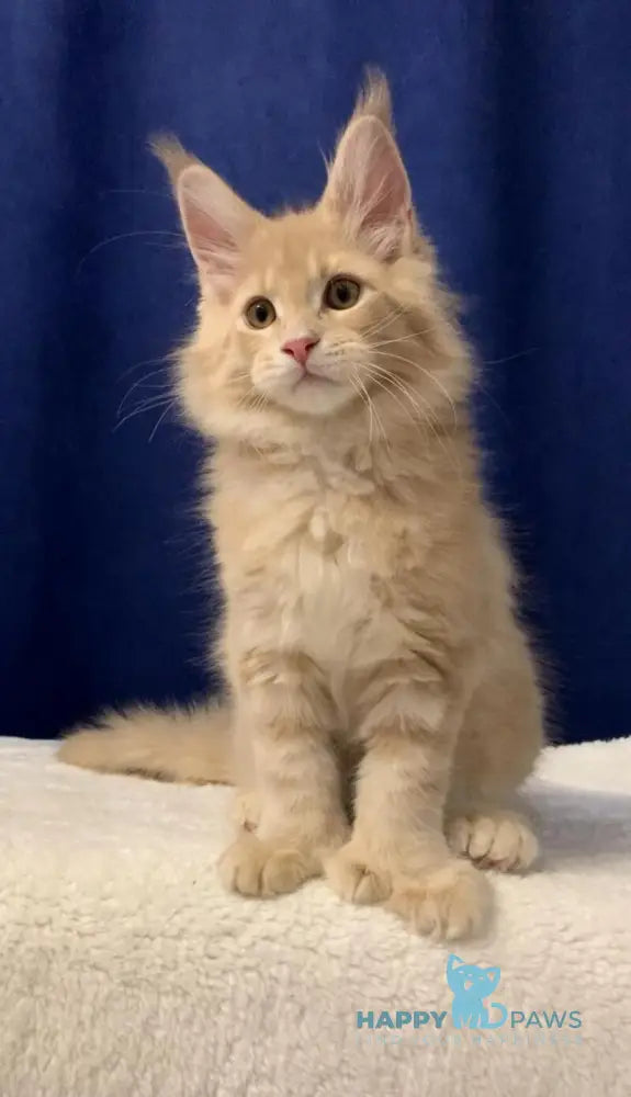 Diesel Maine Coon polydactyl male cream live animals