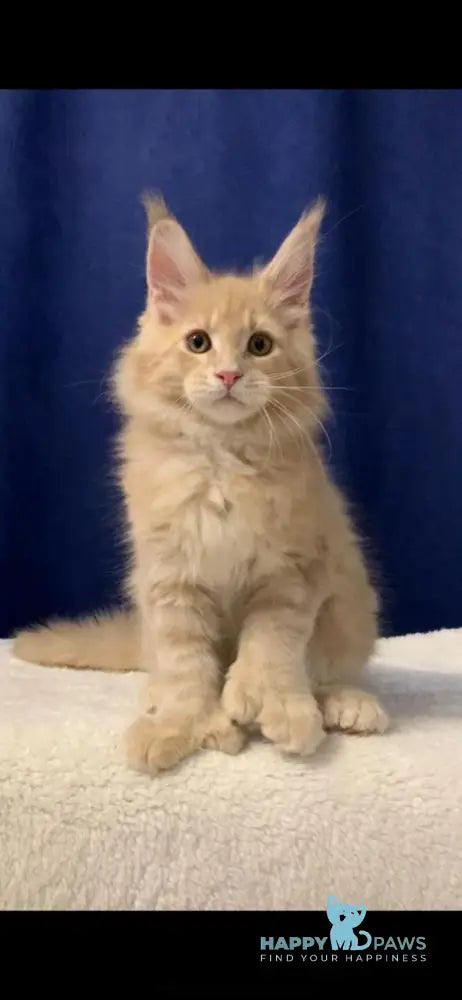 Diesel Maine Coon polydactyl male cream live animals