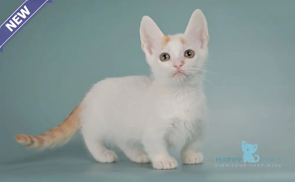 Diesel Munchkin male red with white live animals