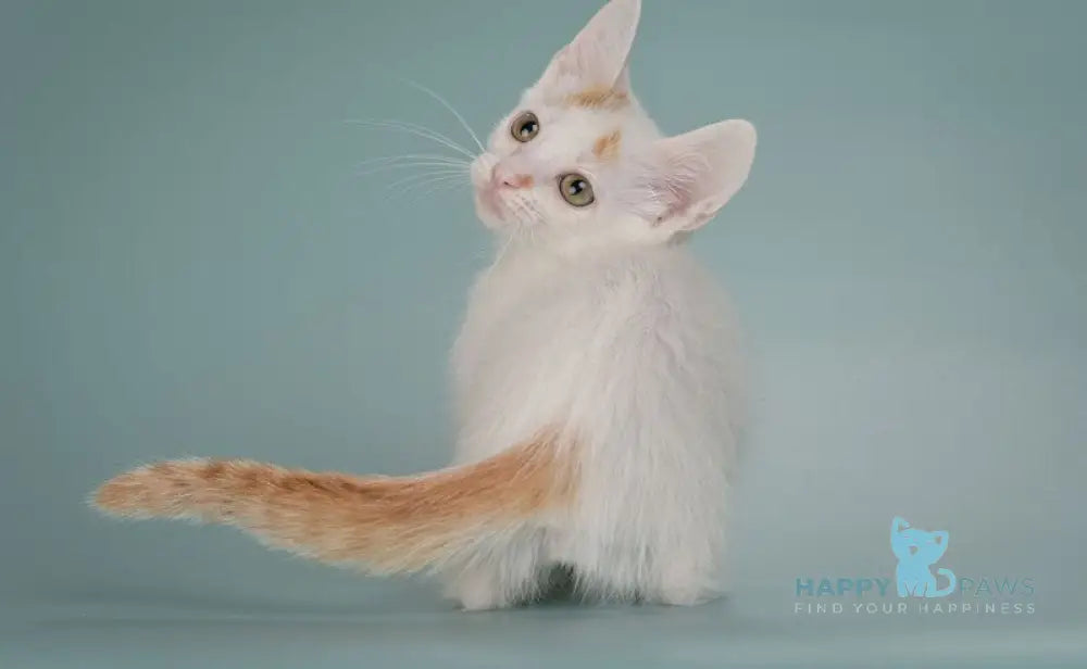 Diesel Munchkin male red with white live animals