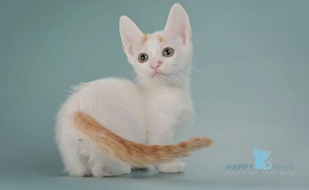 Diesel Munchkin male red with white live animals