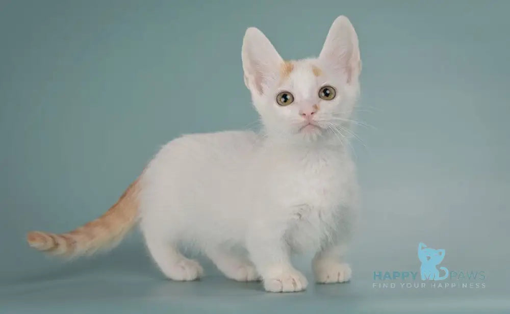 Diesel Munchkin male red with white live animals