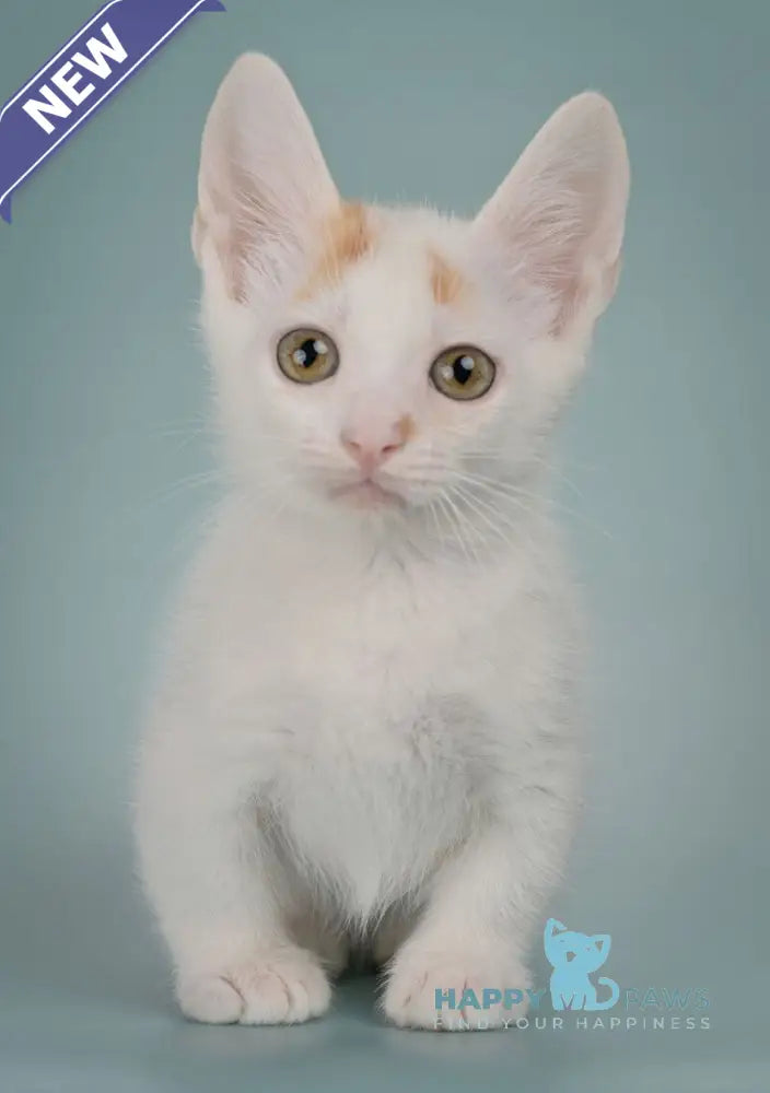Diesel Munchkin male red with white live animals