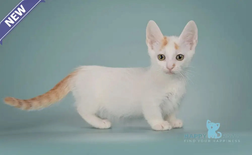Diesel Munchkin male red with white live animals