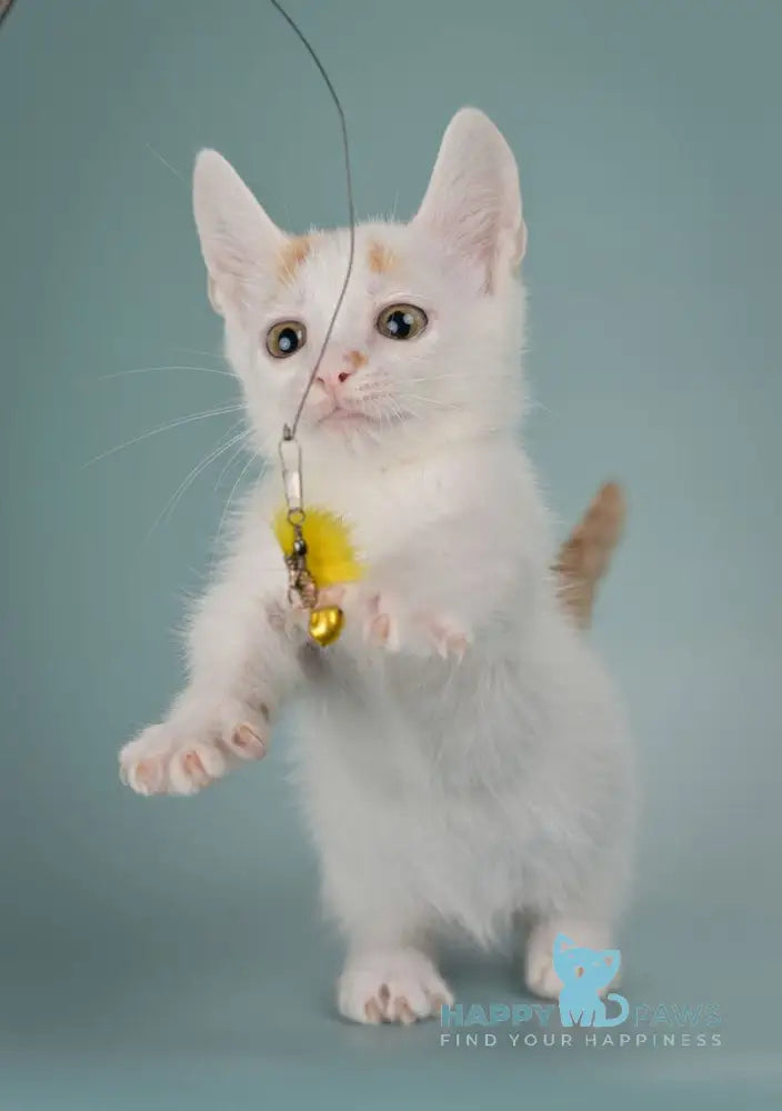 Diesel Munchkin male red with white live animals