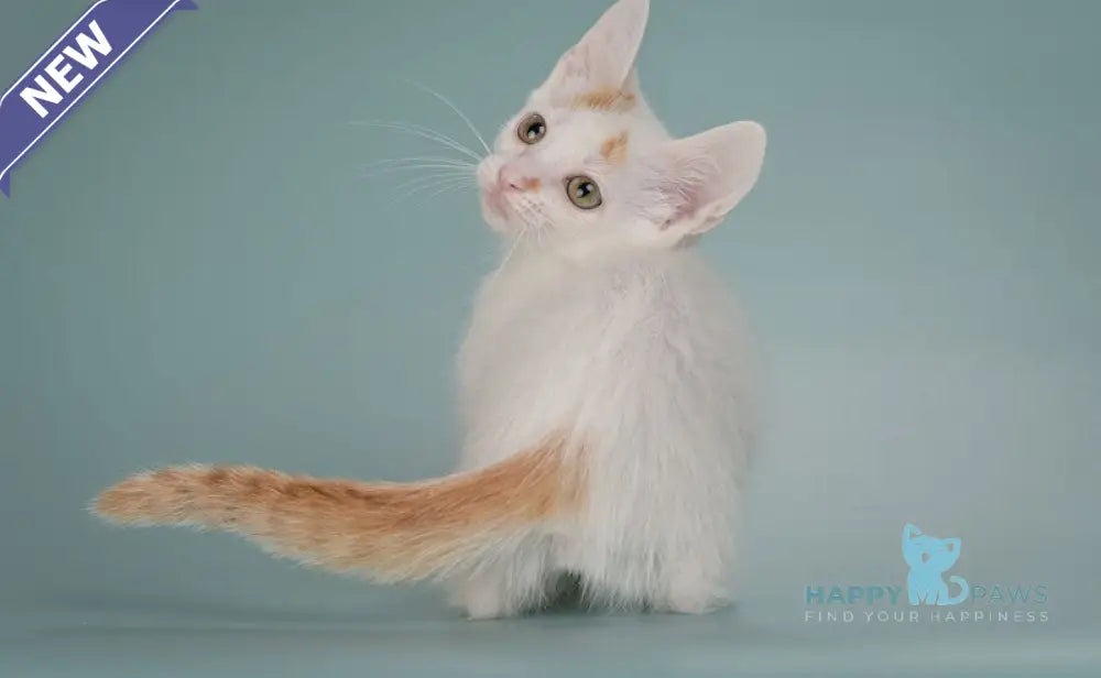 Diesel Munchkin male red with white live animals