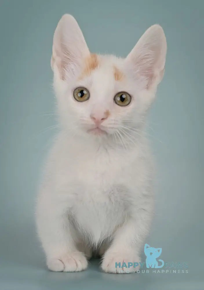 Diesel Munchkin male red with white live animals