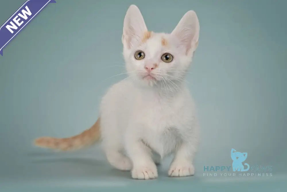 Diesel Munchkin male red with white live animals