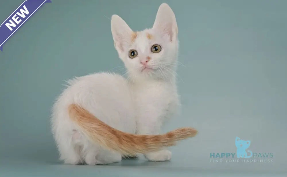 Diesel Munchkin male red with white live animals