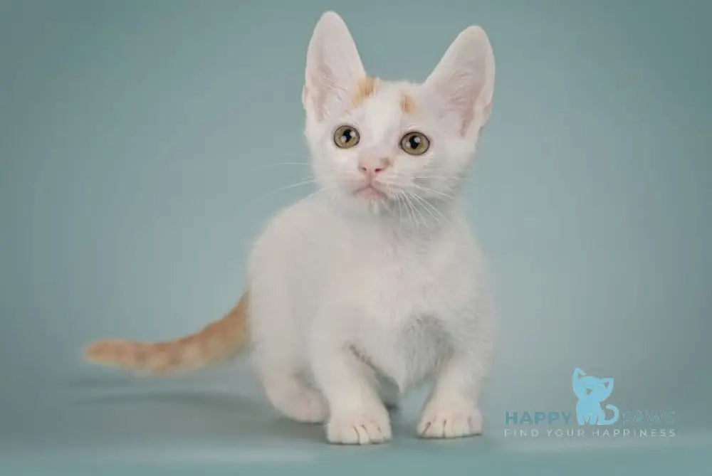 Diesel Munchkin male red with white live animals