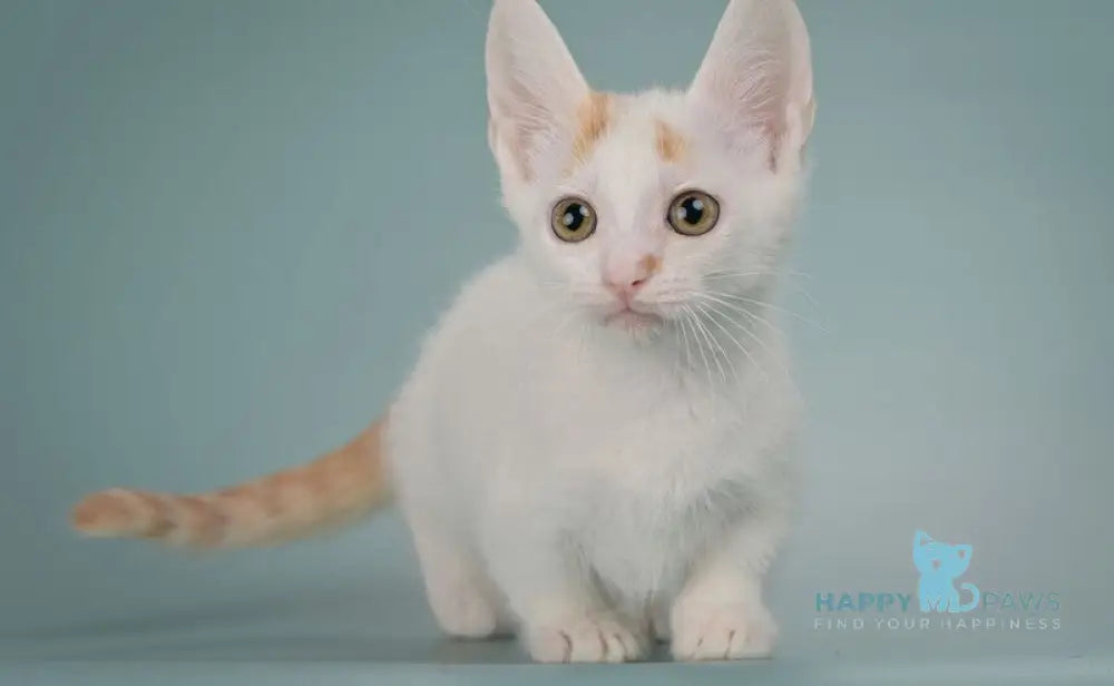 Diesel Munchkin male red with white live animals