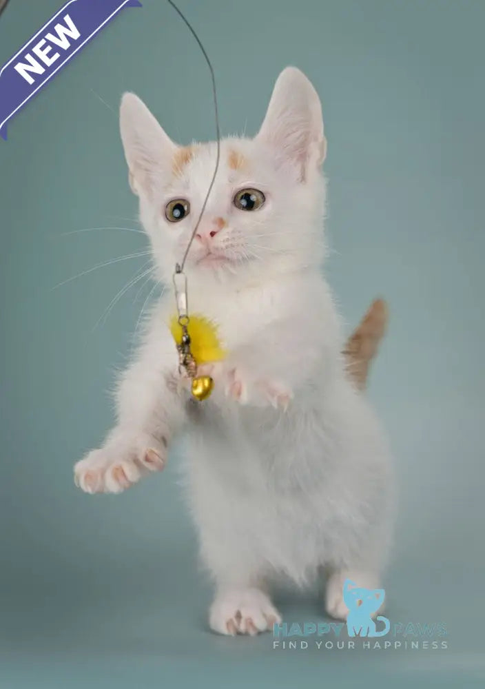 Diesel Munchkin male red with white live animals