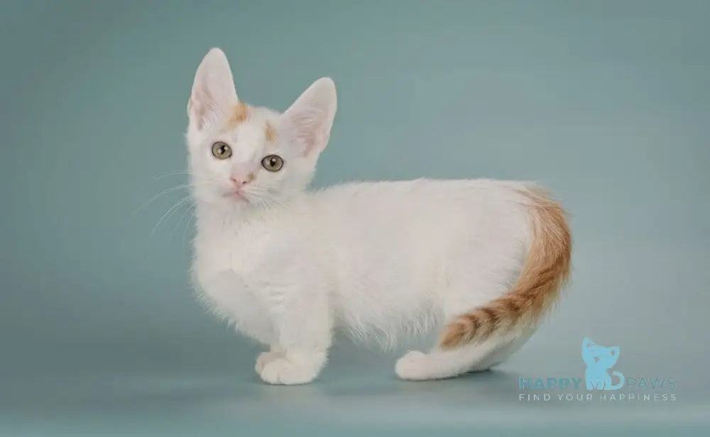 Diesel Munchkin male red with white live animals