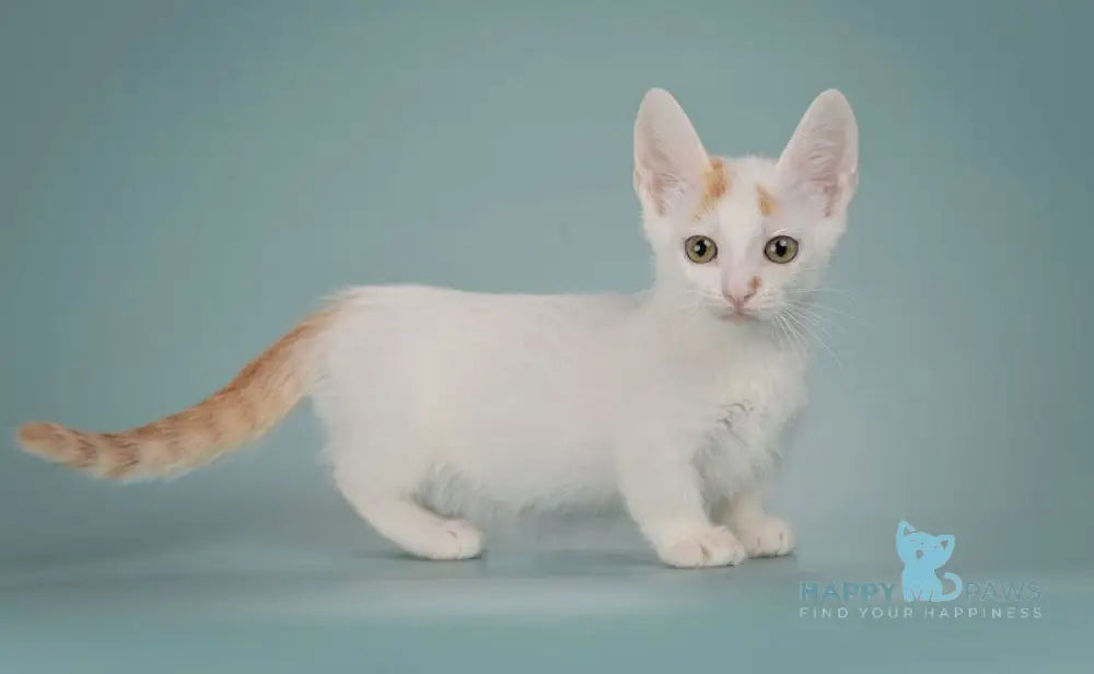 Diesel Munchkin male red with white live animals