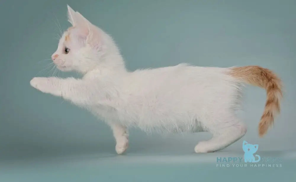 Diesel Munchkin male red with white live animals