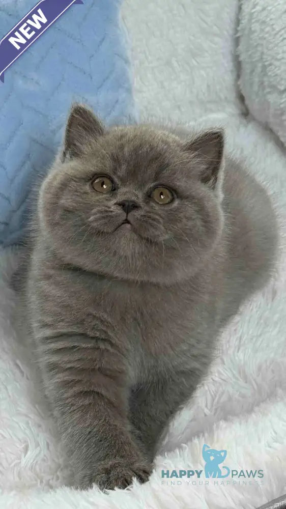 Diesel Scottish Fold male blue live animals