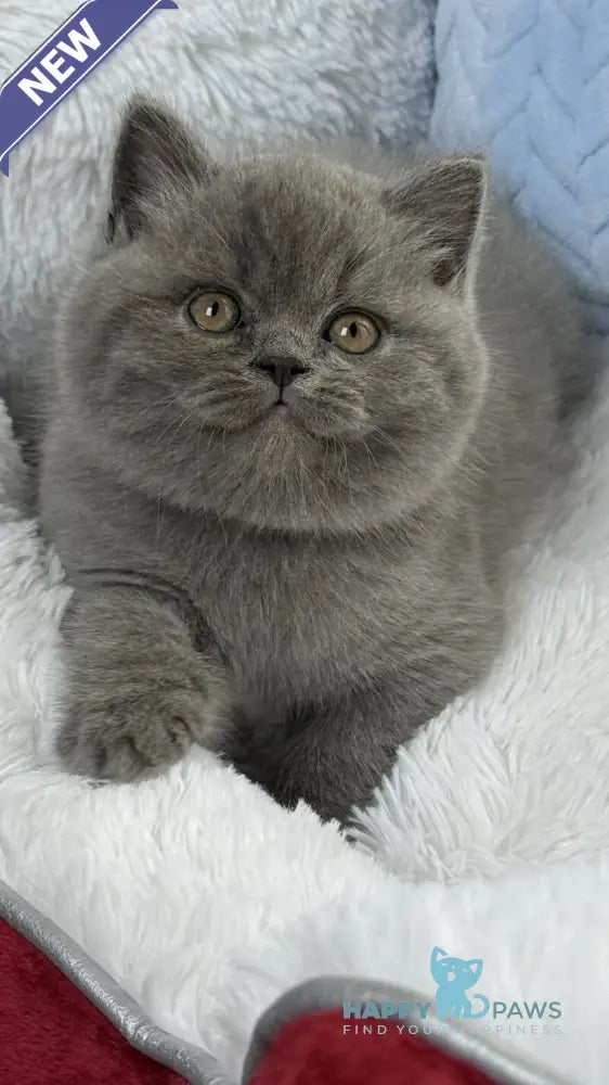 Diesel Scottish Fold male blue live animals