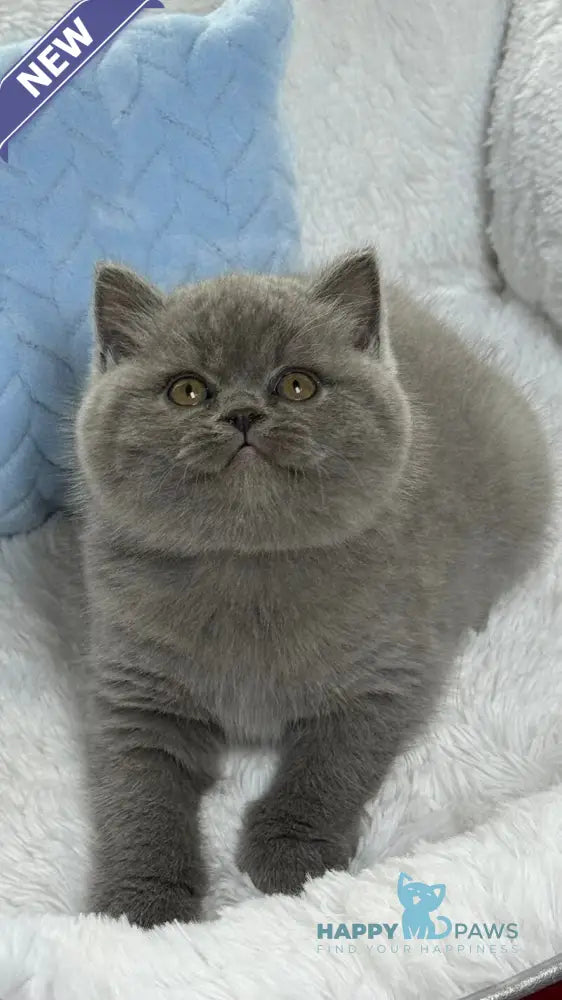 Diesel Scottish Fold male blue live animals