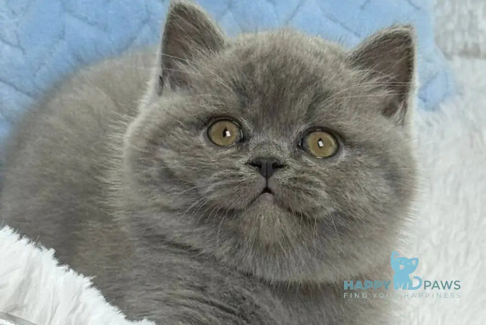 Diesel Scottish Fold male blue live animals