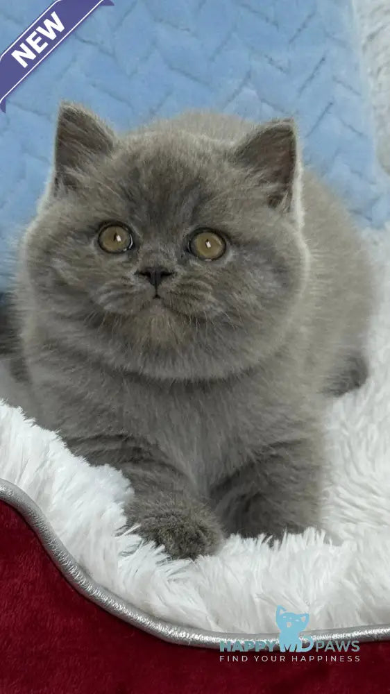 Diesel Scottish Fold male blue live animals