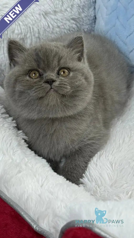 Diesel Scottish Fold male blue live animals