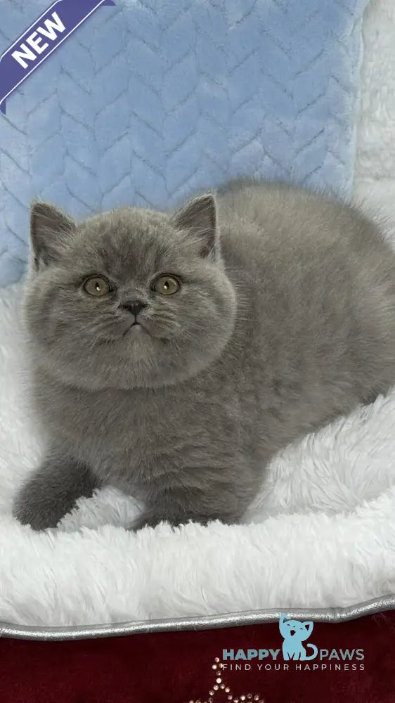 Diesel Scottish Fold male blue live animals