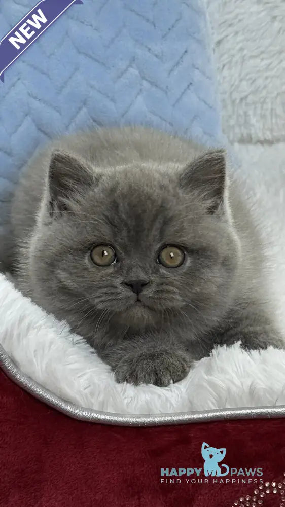 Diesel Scottish Fold male blue live animals