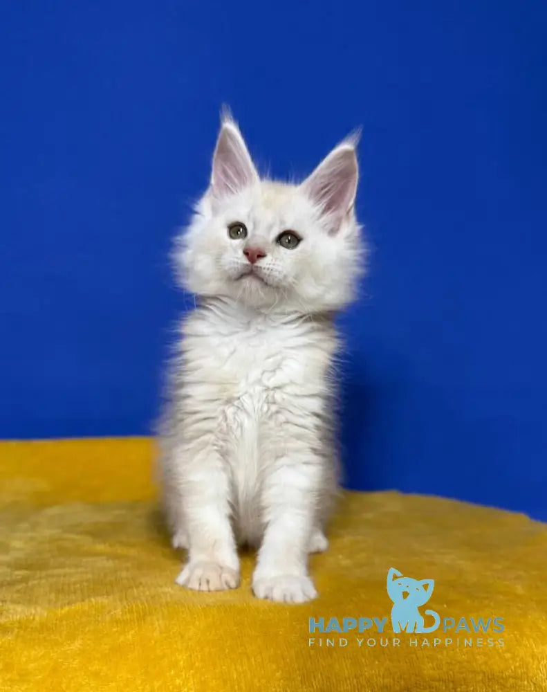 Dik Maine Coon male red silver live animals