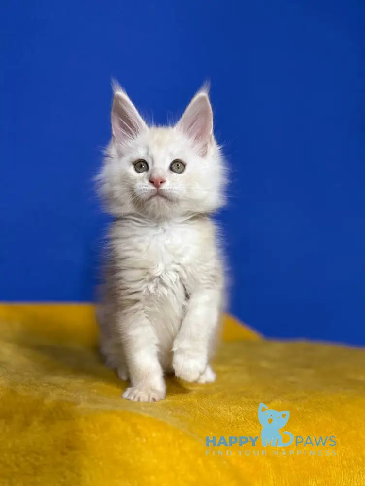 Dik Maine Coon male red silver live animals