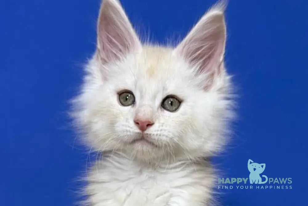 Dik Maine Coon male red silver live animals