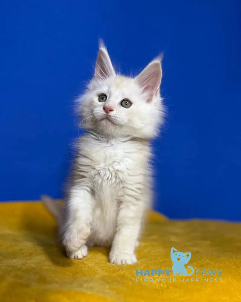 Dik Maine Coon male red silver live animals