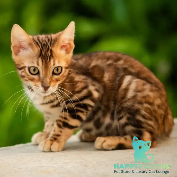 Dilan Bengal male black spotted tabby - live animals